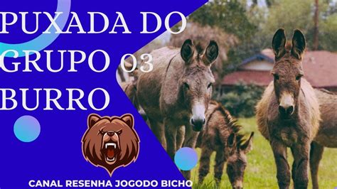 puxada do burro jogo do bicho,grupo do burro jogo bicho